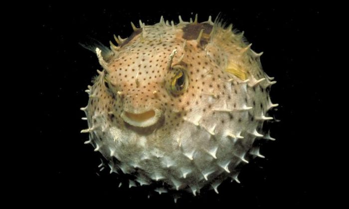 Ball fish photo