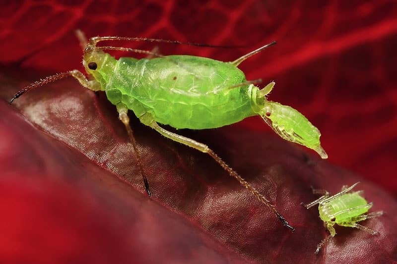 sex aphid