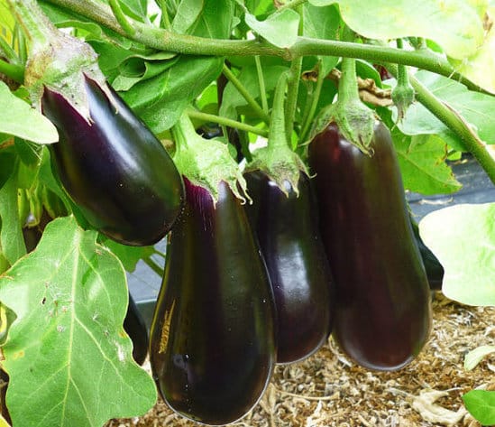 Aubergine Universal 6