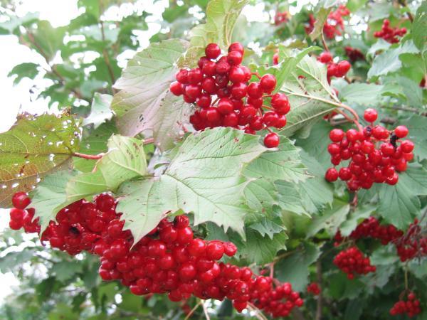 Viburnum-Beeren