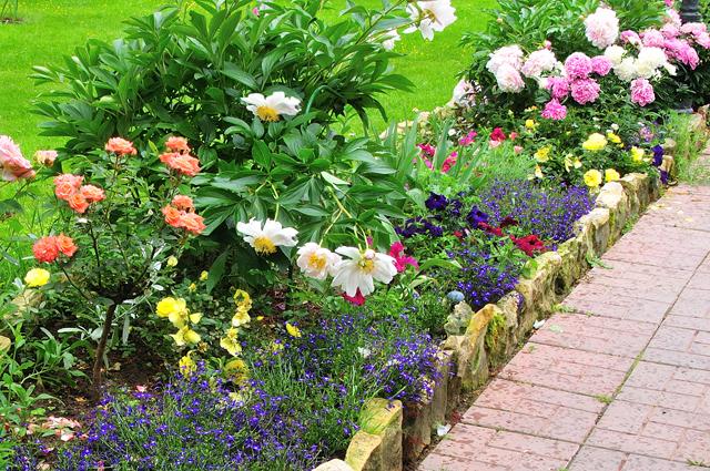 flower bed with peonies 