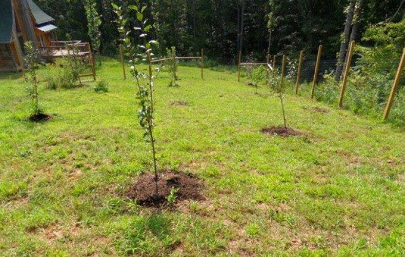 planting plum