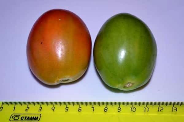 velikost rajčat matador