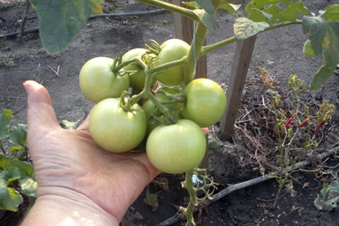 Tomate de amadurecimento precoce de Moscou em terreno aberto