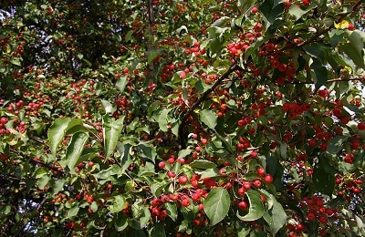 árbol de manzana