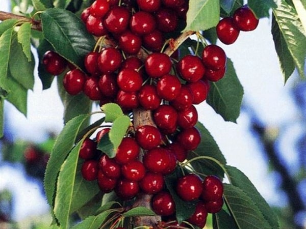 Sloupovité třešňové plody 