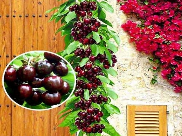 type of columnar cherry 