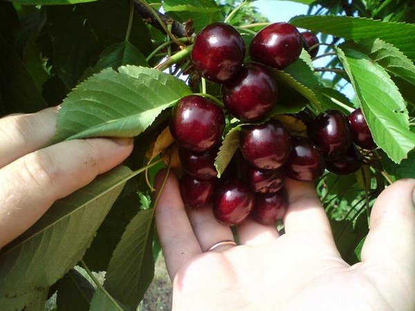 fruta cereja colunar 