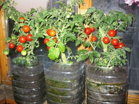 tomato on the balcony