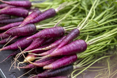 Purple carrots in the garden