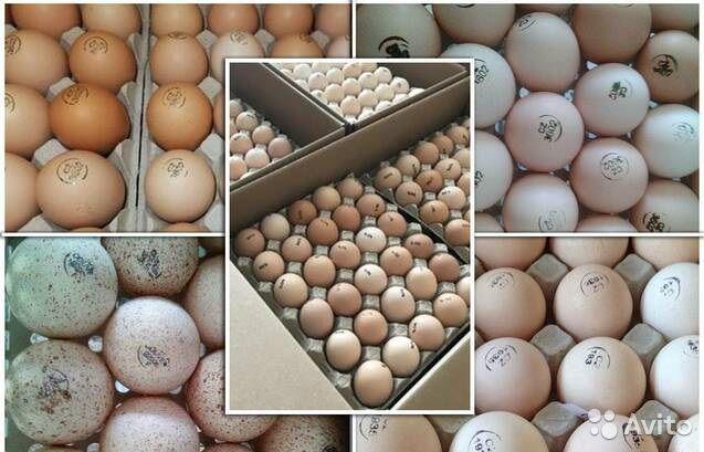 egg incubation