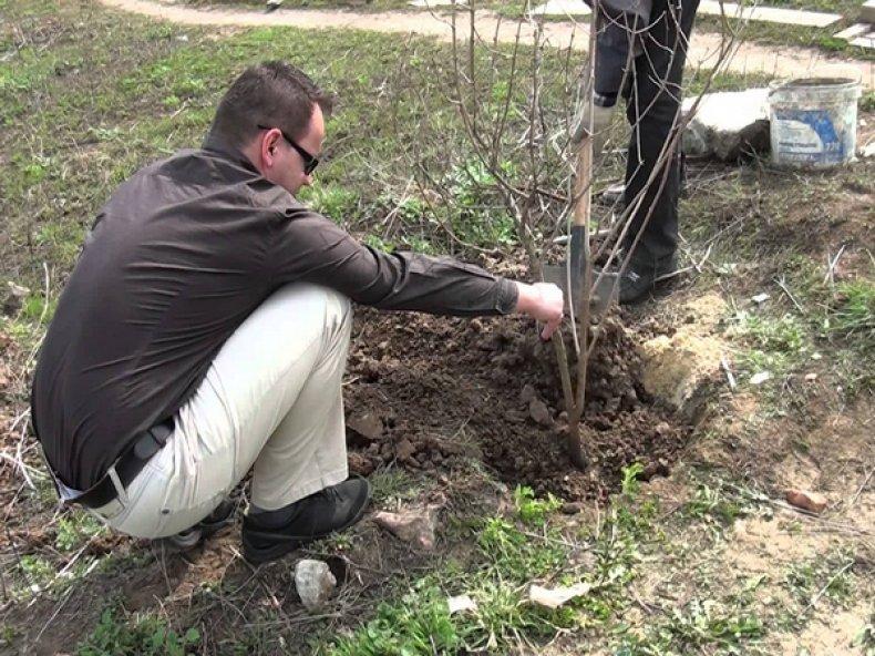 plantando un arbusto