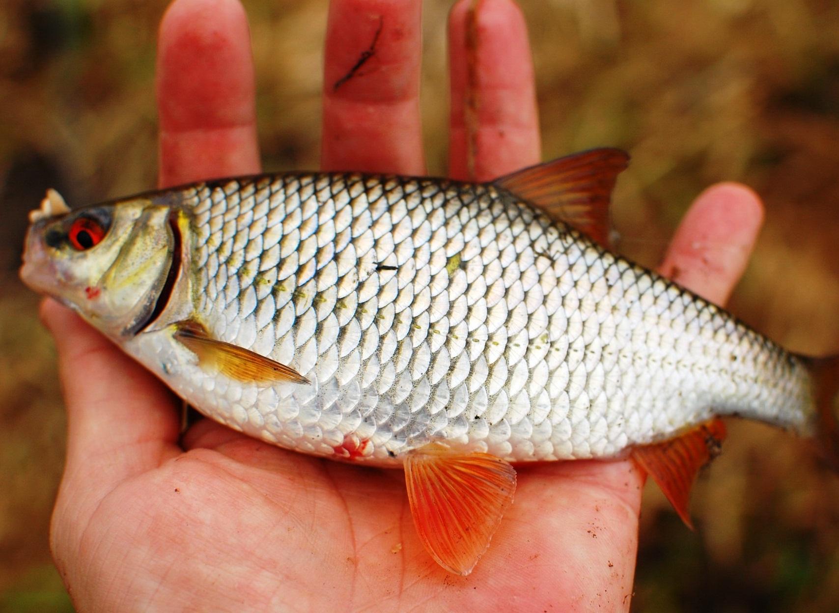 peixe barata