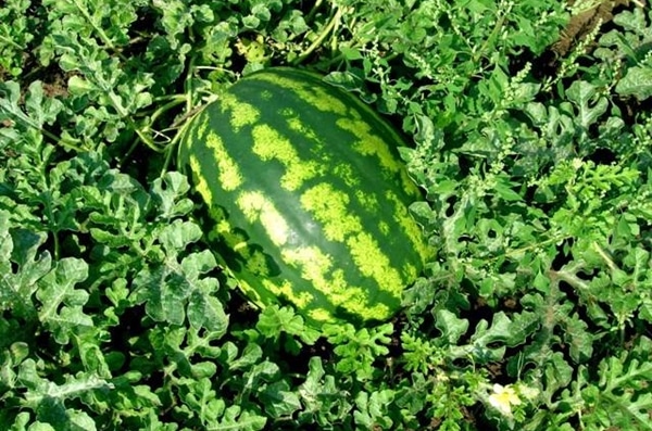 ripe watermelon producer variety