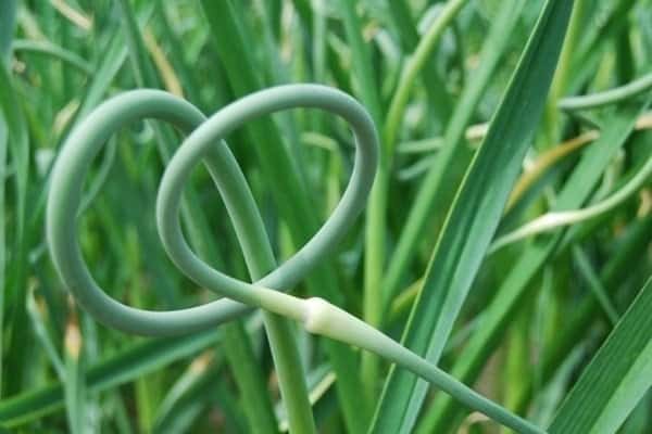 garlic arrows in the garden