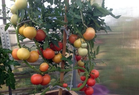 Tomaten-Himbeer-Sonnenuntergang im Garten