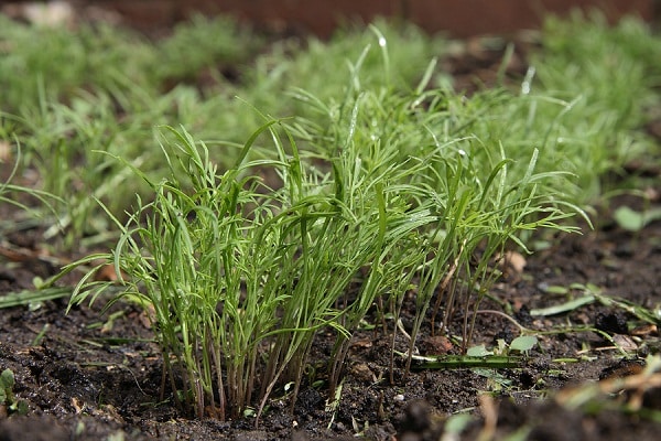 Dill im Garten