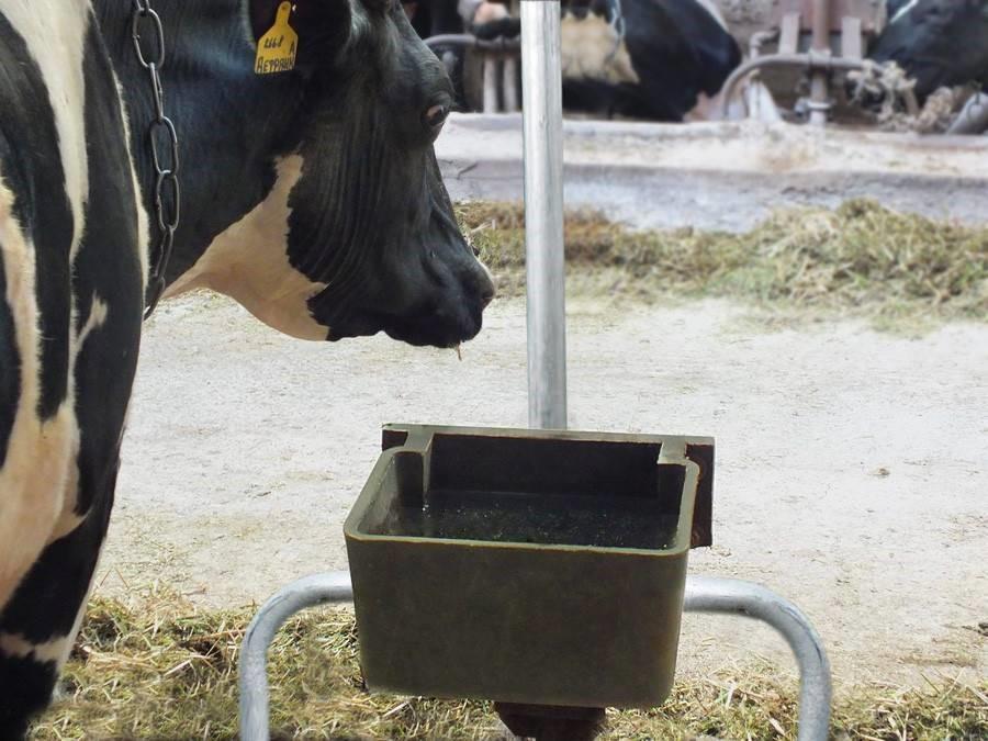 drinkbakken voor koeien