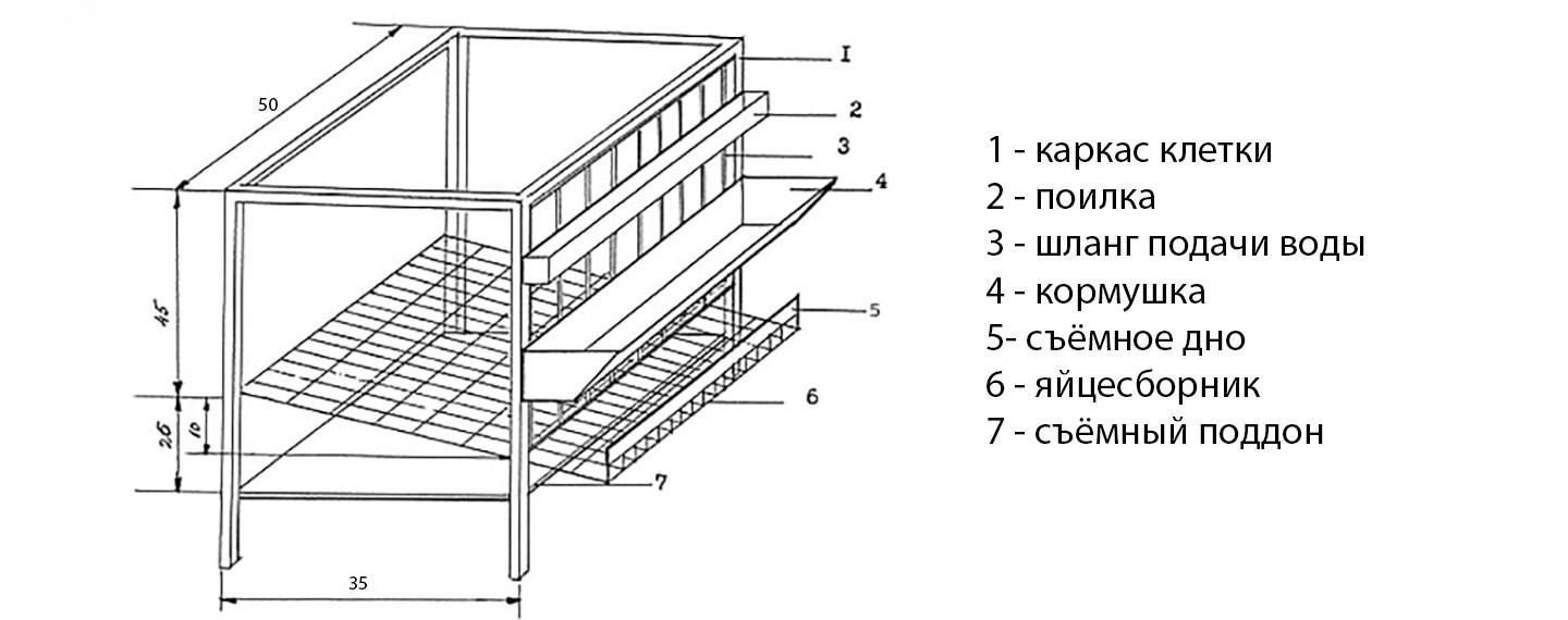 Dimenzije i crteži kaveza za prepelice, kako ih sami napraviti korak po korak