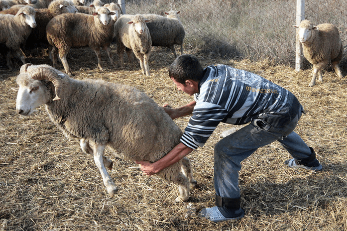 ram và người đàn ông