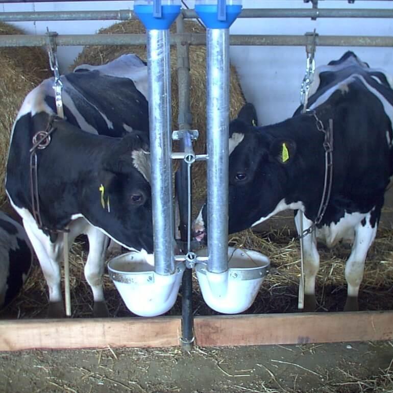 drinking bowls for cows