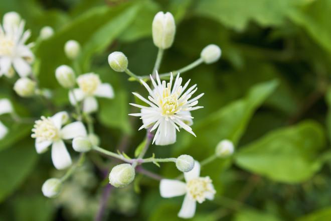 Clematis-Stecklinge