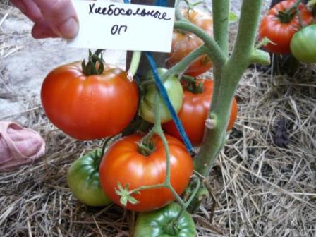 low growing tomatoes