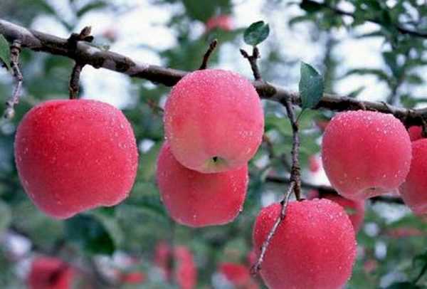 Apfelbaum Baschkirische Schönheit