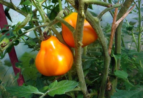 Tomatenbüsche Trüffelgelb