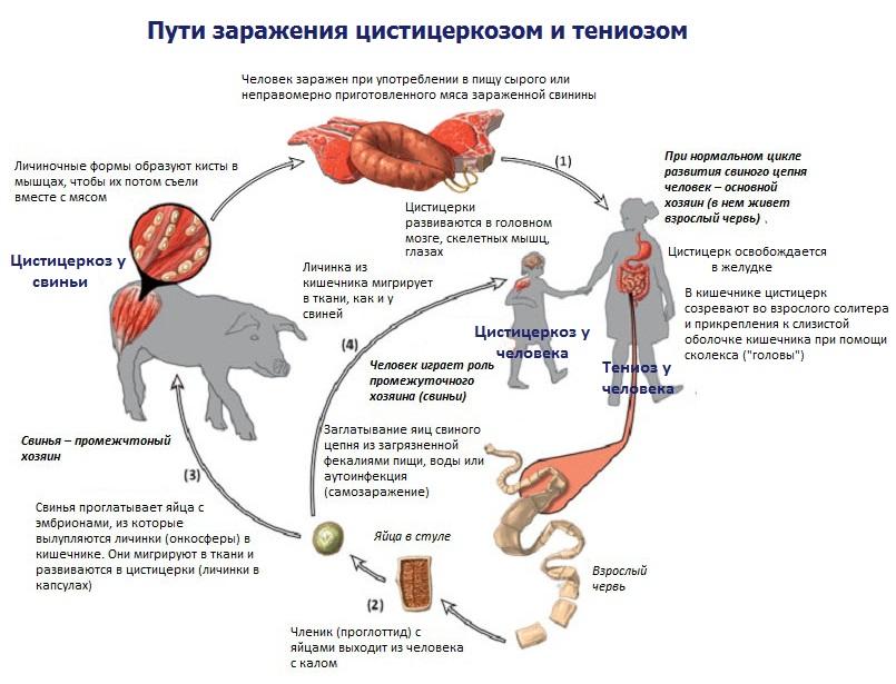 цистицеркоза говеда