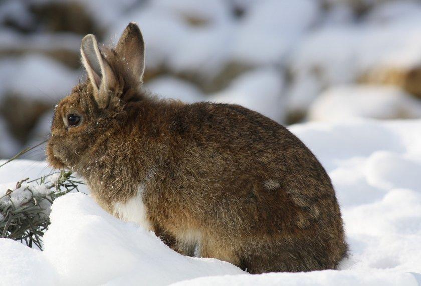 konijn in de sneeuw