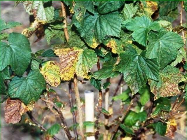 Maßnahmen zur Bekämpfung von Rost auf Johannisbeeren