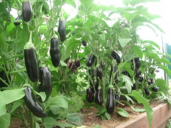 aubergines sur les buissons