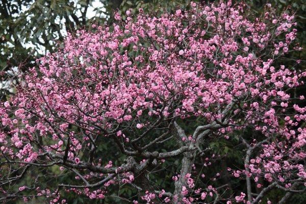 plum blossom 