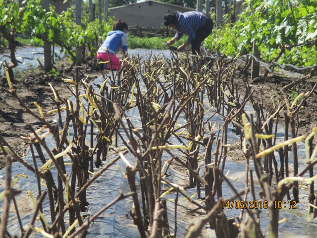 plantando uvas