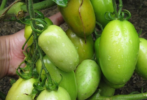 green tomatoes highil