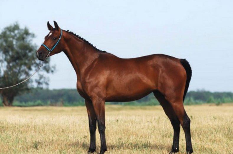 caballo trakehner