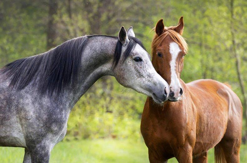 lindos cavalos