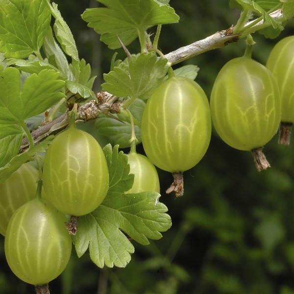 gooseberry hinnomaki