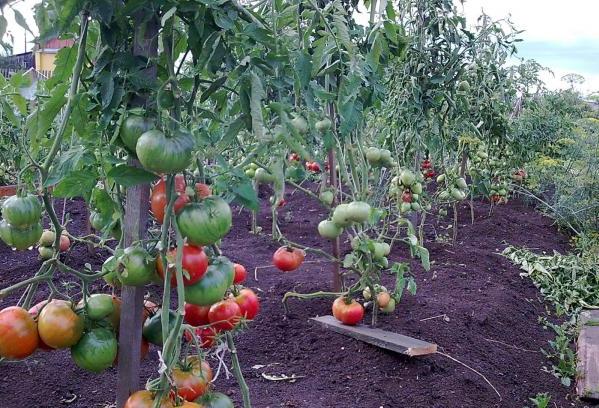 Tomatenwunder der Erde auf dem Grundstück