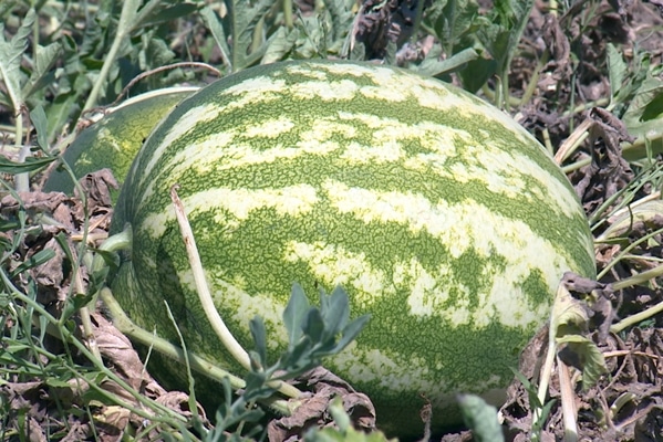 récolte de pastèque du producteur en pleine terre