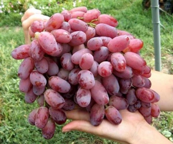 radiant raisin grapes