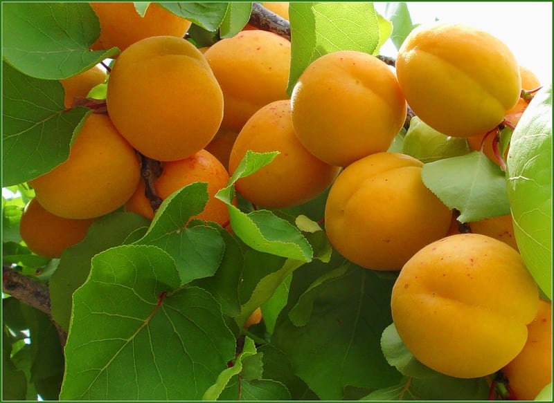 meruňkový suvenýr Zhiguli