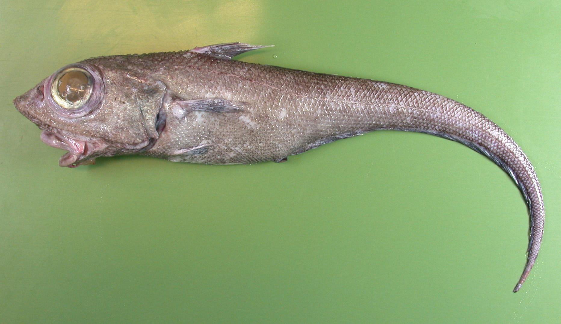 granátová ryba