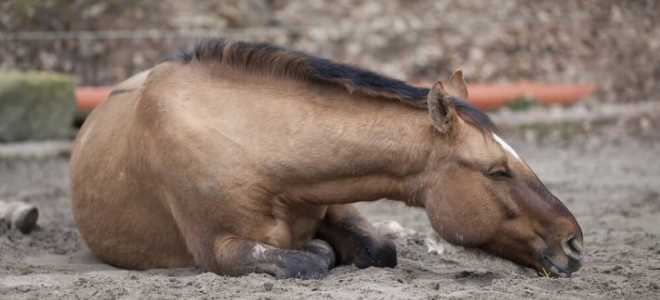 paardenkoliek