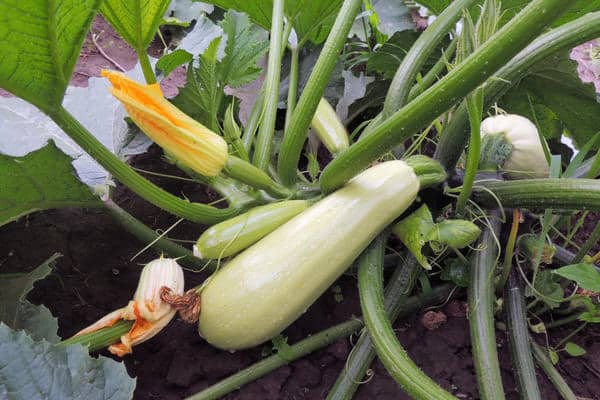 courgettes en pleine terre