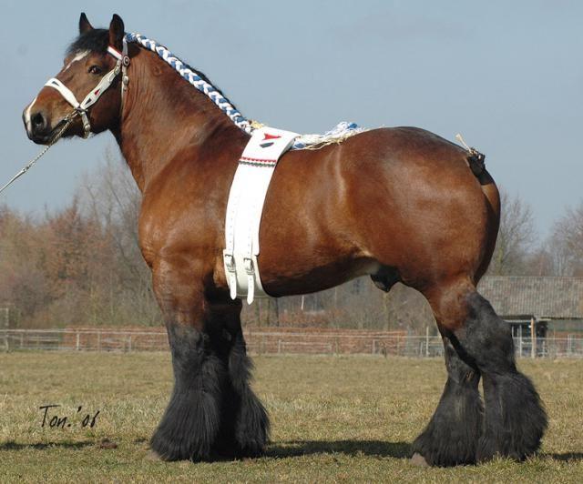 Vladimir draft horse breed