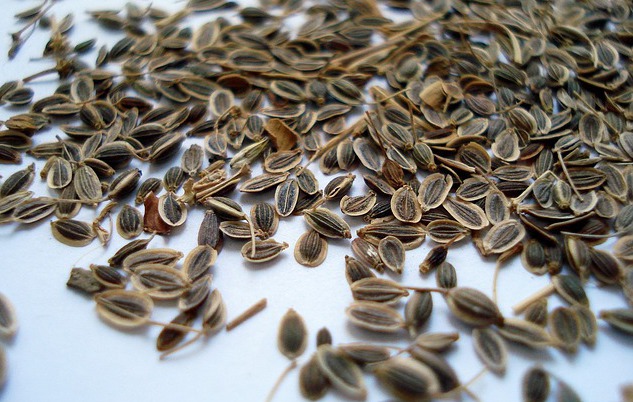 Dill seeds