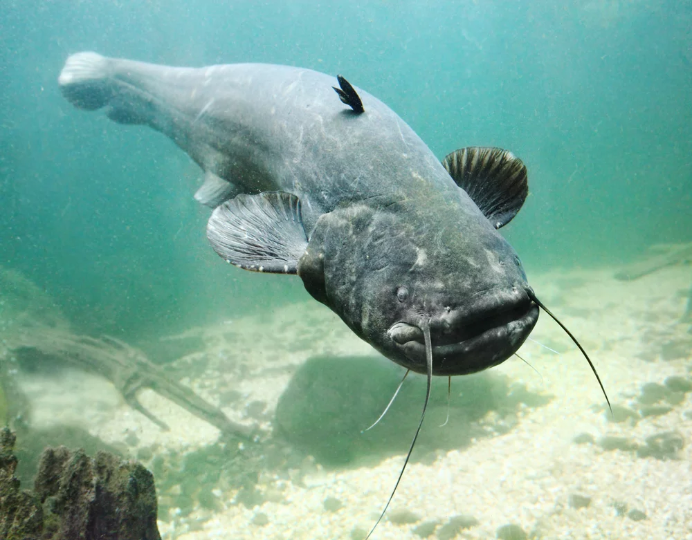 Description du poisson-chat commun et combien de temps le poisson vit photo