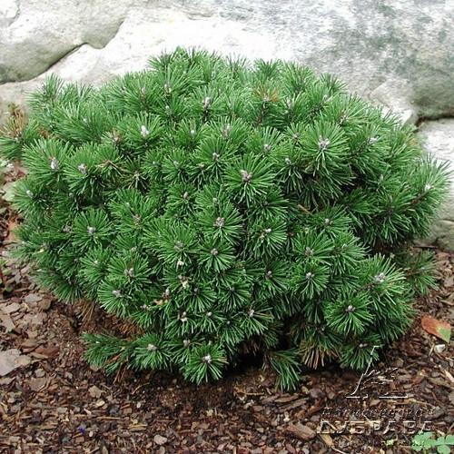 Description and varieties of dwarf pines, care and use in landscape design